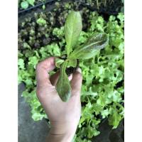 ราคา สลัด เรดคอส (Red Cos Lettuce) ต้นกล้าพร้อมปลูก กล้าละ 10 บาท (7790787705)