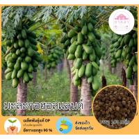 ราคา มะละกอฮอลแลนด์ 100 เมล็ด (40869301164)