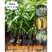 ราคา มะม่วงเขียวเสวย (มะม่วงมัน) (17560591983)