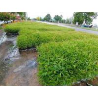 ราคา ต้นยูคาลิปตัส1ชุด10ต้นตกต้นละ3฿กว่าสูงประมาณ30-40ซม. (20294717150)