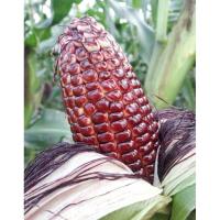 ราคา [10 เมล็ด 9 บาท] เมล็ดข้าวโพดหวานสีแดงราชินีทับทิมสยาม ดร.เป๊ก ทานสดได้ หวานแดง (11436455766)