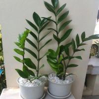 ราคา ต้นกวักมรกต พร้อมกระถางพลาสติกและถาดรอง ต้นไม้เรียกทรัพย์ ไม้มงคล กวักมรกต มรกต กระถาง กวัก ต้นไม้ แต่งห้อง ฟอกอากาศ (29857717943)