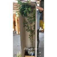 ราคา ต้นทับทิมแดงอินเดีย พันธุ์ Sinduri ต้นสูง 1.3-1.5 เมตร (23963167143)