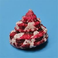 ราคา หอย แกนระฆัง Ferrari ธรรมชาติหายาก! ของแต่งตู้ปลา & เปลือกปูเสฉวน (43415508320)