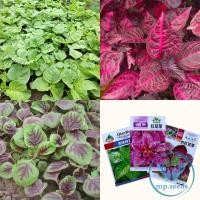 ราคา เมล็ดผักโขม ผักโขมแดง ผักโขมใบกระ ผักโขมกลางแดง ผักโขมใบแคบ (14185208432)