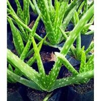 ราคา ว่านหางจระเข้ ALOEVERA หน่อว่านหางจระเข้พร้อมปลูก (3479933976)