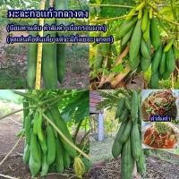 ราคา 30 เมล็ด เมล็ดมะละกอแก้วกลางดง (นิยมทานดิบ ตำส้มตำ เนื้อกรอบมาก จุดเด่นคือต้นเตี้ย แต่จะมีกิ่งเยอะ ลูกดก) (42220583953)