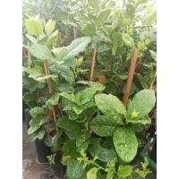 ราคา ต้นมะนาวเลมอนยูเรก้าแบบกิ่งตอนสูง 40-50 เซนติเมตร (28633698215)