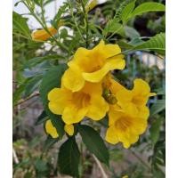 ราคา เมล็ดทองอุไรสีเหลือง (3477893079)