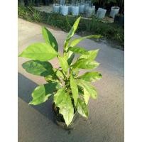 ราคา ต้นอังกาบหนู สมุนไพรพื้นบ้าน สรรพคุณหลากหลาย (6762826178)