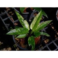 ราคา โชคเก้าชั้นด่างแคระ ด่างสวยๆ (11947085596)