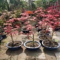 ราคา บอนไซใบเมเปิ้ลพร้อมกระถางใบเมเปิ้ลสีแดงไม้กระถางดอกไม้สี่ฤดูไม้กระถางสีแดงเต้นรำในร่มเมเปิ้ลสีแดง (28522879661)