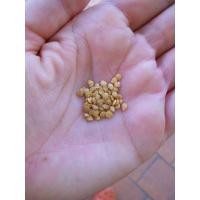 ราคา 100เมล็ด ขั้วและผมสีม่วงดำ EGGPLANT SEEDS เมล็ดมะเขือยาวสีม่วง เมล็ดมะเขือยาวสีดำ (53951292308)