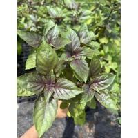 ราคา ต้นโหระพา ดาร์ค โอปอล โหระพาฝรั่งใบม่วง Basil Purple Dark Opal กระถาง 4 นิ้ว (43419449620)