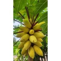 ราคา เมล็ดพันธุ์มะละกอสีทอง (43064842901)