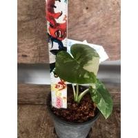 ราคา บอนกระดาดด่างขาวสวยๆ (9975586891)