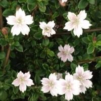 ราคา ต้นข้าวตอกพระร่วง ขนาดลำต้นสูงประมาณ 30-40 ซม. (1ต้น/แพ็ค) (6137628278)