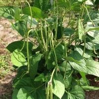 ราคา เมล็ดถั่วฝักยาวถั่วเนื้อยาวปลุกง่ายงอกดี ถั่วฝักยาวเขียว (13663134930)