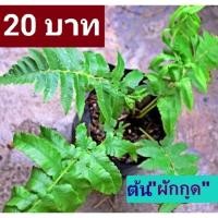 ราคา ต้นผักกูด ผักกูดปลอดสารพิษ (4379794506)