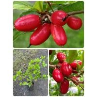 ราคา ต้นมิราเคิล หรือ ต้นมหัศจรรย์ ( ถุงเพาะพร้อมปลูก ) (43873337756)