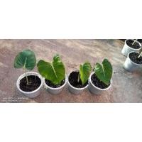 ราคา เสน่ห์จันทร์ขาวใบใหญ่รากดีต้นสวย (14211935118)