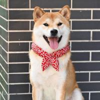 ราคา ซากุระสไตล์ญี่ปุ่น Tangcao ผ้าพันคอผ้าฝ้าย Shiba Inu Teddy สัตว์เลี้ยงแมวสุนัขอุปกรณ์เสริมมะนาวผ้าพันคอผ้าพันคอ Bow (42928192046)