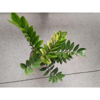 ราคา กวัก​มรกต​ด่าง​ กวัก​ด่าง​ (41625496918)