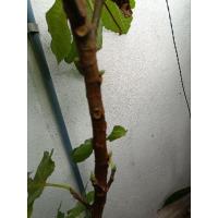 ราคา กิ่งสดมะเดื่อฝรั่ง พันธุ์ญี่ปุ่นจำนวน 5กิ่ง (23745238570)