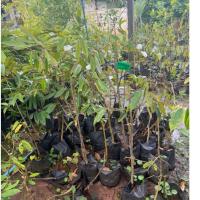 ราคา ต้นทุเรียน หนามดำ รสชาติดี ลูกดก คัดพิเศษก่อนส่ง พร้อมปลูกทุกต้น (43869924186)