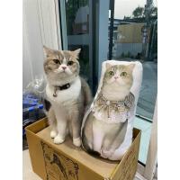 ราคา หมอนไดคัท หมอนสกรีน หมอนอิง หมอน ขนาด L 45cm (24864472642)