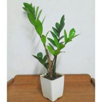 ราคา กวักมรกต ต้นกวักมรกต (ขนาดตามภาพ)ไม้มงคลเสริมบารมีเรียกโชคลาภ (20913661014)