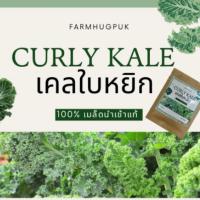 ราคา เมล็ดเคล เมล็ดเคลใบหยิก เมล็ดเคล เคล Kale 100+เมล็ดเกรดแท้นำเข้าอเมริกามีบริการเก็บเงินปลายทางผักเคลใบหยักOP (4024163157)