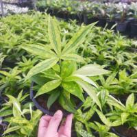 ราคา ไม้แหย่แย้หรือต้นเทวบุตร (10490082407)