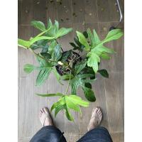 ราคา ก้ามกุ้งโกสมิ้นติดด่าง(ต้นแม่ตามภาพแรก) (19649046396)