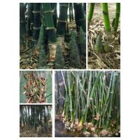 ราคา จำหน่าย กิ่งไผ่ตงลืมแล้ง หน่อยักษ์ (6345940233)