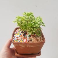 ราคา เล็บครุฑแคระ/เล็บครุฑแคระด่าง (3333538864)