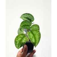 ราคา หัวใจแนบ / Scindapsus pictus exotica (19806544843)