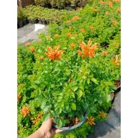 ราคา ต้นพวงแสดดอกสีส้มกระถาง 11 นิ้ว (18402806700)