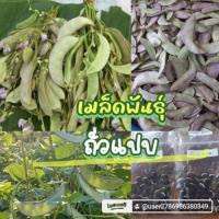 ราคา เมล็ดพันธุ์ถั่วแปบ 50 เมล็ด 49 บาท (41307029398)