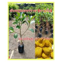 ราคา ต้นขนุนเพชรราชา(ทาบกิ่ง) เนื้อหนา กรอบอร่อย เมล็ดเล็ก ยวงใหญ่ ขนาดต้นพันธุ์สูง 60-70ซม. (28851558138)