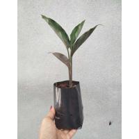 ราคา ว่านดอกทองเขมร 1คู่(ผู้1เมีย1)ถอนล้างราก ว่านดอกทองตัวเมีย ว่านราคะ ว่านมหาเสน่ห์ ว่านสาวหลง ต้นว่านดอกทอง (18179410440)