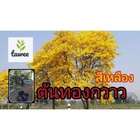 ราคา ต้นทองกวาว สีเหลือง​ ต้นจาน ต้นจอมทอง ทองกวาว จอมทอง ดอกจาน สวยไม่เเพ้ ต้นกัลปพฤกษ์ กัลปพฤกษ์ (8603954121)