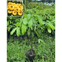 ราคา ต้นอินจัน ต้นลูกจันทร์ ต้นจันโอ ไม้มงคลหายาก (สูง 50-70cm) รากแน่น พร้อมปลูก (41164738865)