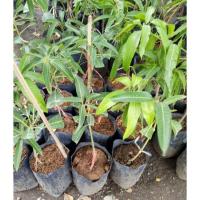 ราคา ต้นมะม่วงแดงจักรพรรดิ์ แดงจักรพรรดิ (3544401013)