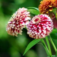 ราคา 100 เมล็ด ดอกบานชื่น บานชื่นหนู บานชื่นฝรั่ง กระดุม ดอกซ้อน Zinnia Seeds ดอกสีขาวแดง (42672559687)