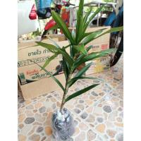 ราคา ต้นโกสนใบเขียว หรือสนจันทร์ ใบจะคล้ายๆใบจันผาป่า ส่งขายทั้งถุงชำ ขนาดต้น30-40ซม. (15697522651)