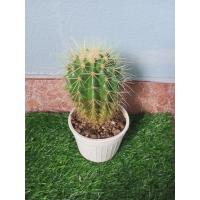 ราคา แคคตัส Cactus ถังทอง (40418037825)