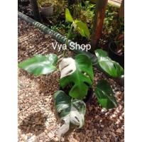 ราคา มอนสเตอร่าด่าง มอนสเตอร่าอัลโบ้ด่าง monstera ไม้ด่าง ด่างขาว (12928326786)
