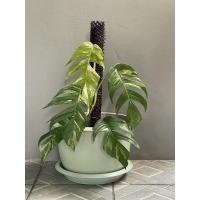 ราคา Epipremnum pinnatum variegated(อิพิด่าง) อิพิ ด่างขาว Epi พลูอีพิ พลูฉีก (8389951770)