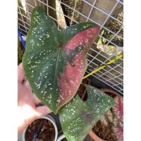 ราคา บอนสีนางไหม นางไหมเบบี๋ (10875762897)